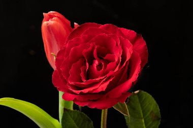 güzel çiçeklerin yakın görünümü 