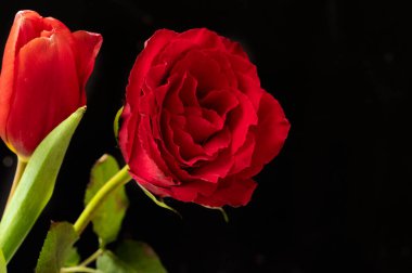 güzel çiçeklerin yakın görünümü 