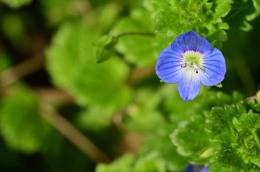 beautiful spring  flower in garden 