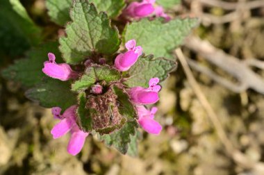 Bahçedeki güzel mor çiçekler