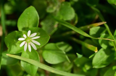 beautiful spring  flower in garden 