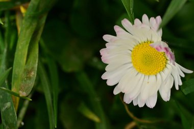 beautiful daisy flower  growing in garden in spring 