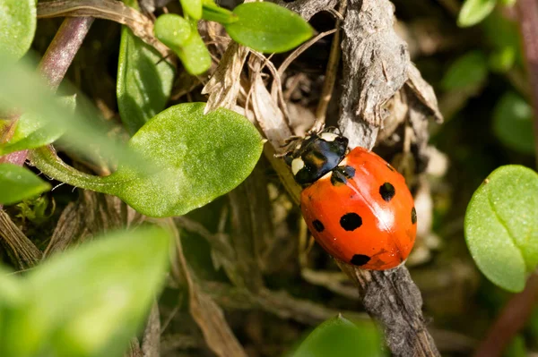 Ladybug Garden — Stock Photo, Image