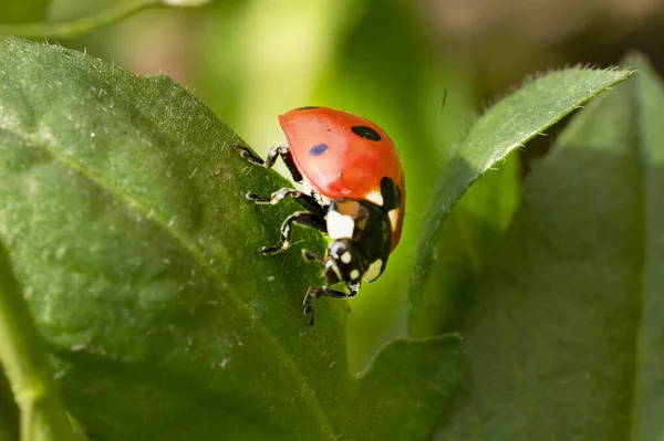 Ladybug Саду — стоковое фото
