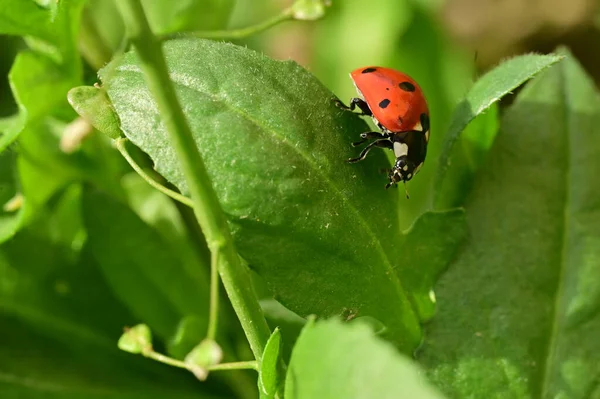 Ladybug Garden — Stock Photo, Image