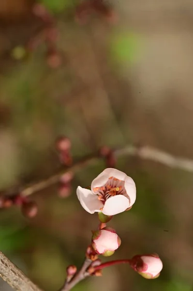 Pommier Fleuri Avec Fleurs Vue Rapprochée — Photo