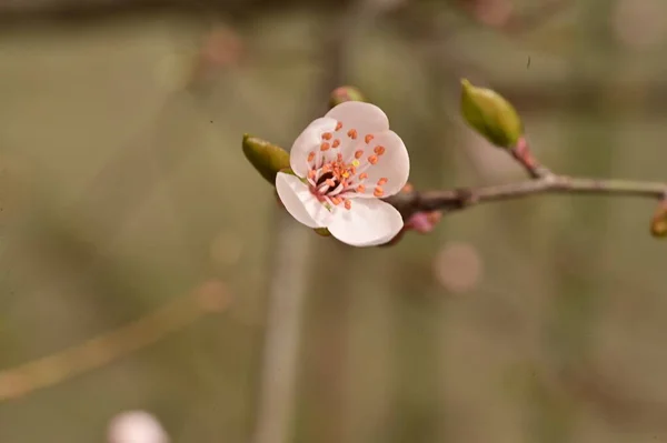 Pommier Fleuri Avec Fleurs Vue Rapprochée — Photo