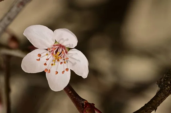 Kwitnąca Jabłoń Kwiatami Widok Bliska — Zdjęcie stockowe