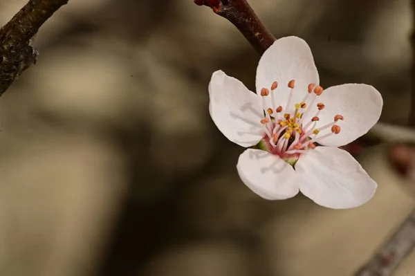 Blühender Apfelbaum Mit Blumen Nahaufnahme — Stockfoto