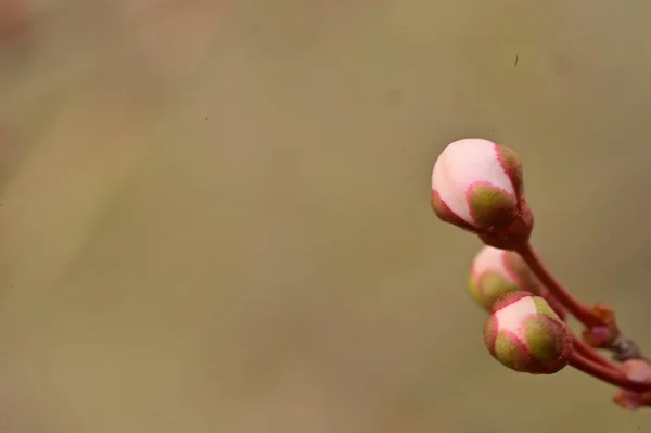 Цветущая Яблоня Цветами Вид Крупным Планом — стоковое фото