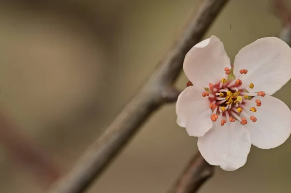 Blühender Apfelbaum Mit Blumen Nahaufnahme — Stockfoto
