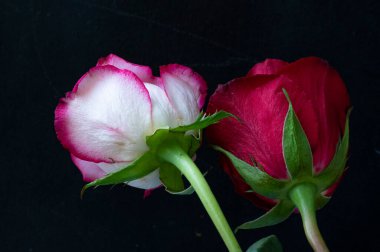 Güzel güller, kapatın.