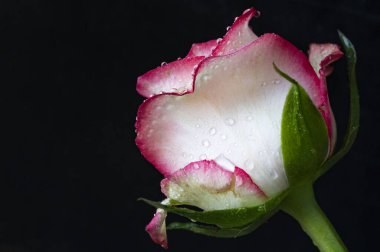 Koyu arkaplanda beyaz ve pembe gül çiçeği