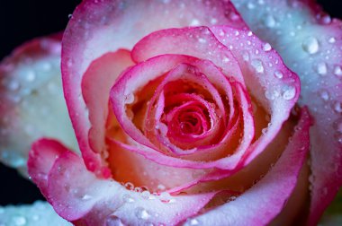 Güzel gül çiçeği, kapat