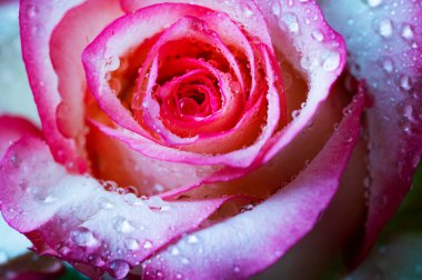 Güzel gül çiçeği, kapat