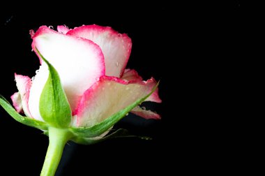 Koyu arkaplanda beyaz ve pembe gül çiçeği