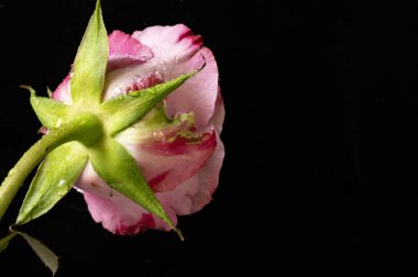 Koyu arkaplanda beyaz ve pembe gül çiçeği