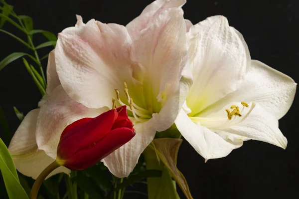 Zblízka Pohled Krásné Květiny — Stock fotografie