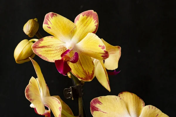 Close Van Mooie Bloemen Van Orchidee — Stockfoto