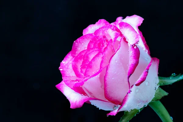 Koyu Arkaplanda Beyaz Pembe Gül Çiçeği — Stok fotoğraf