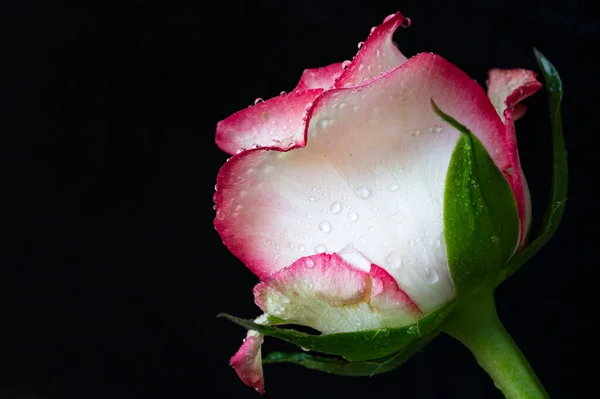 white and pink rose flower on dark background