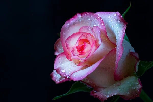 Bílá Růžová Růže Květiny Tmavém Pozadí — Stock fotografie