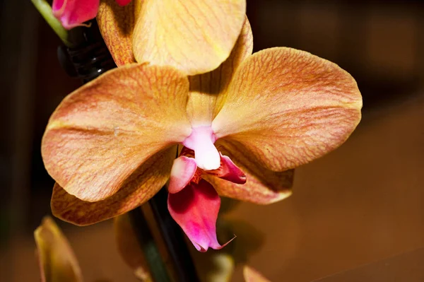 Close Beautiful Orchid Flower — Stock Photo, Image
