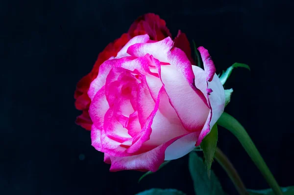 Güzel Güller Kapatın — Stok fotoğraf