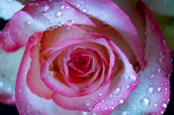 Красивый Цветок Розы Крупным Планом — стоковое фото