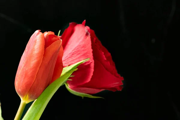 Rote Tulpe Und Rosenblüten Auf Schwarzem Hintergrund — Stockfoto