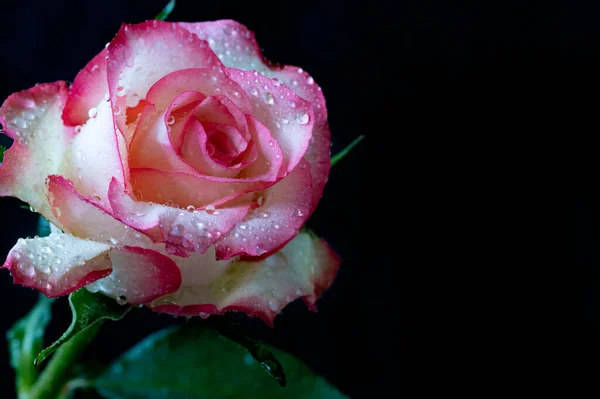 장미와 분홍빛 장미가 어두운 배경에 — 스톡 사진