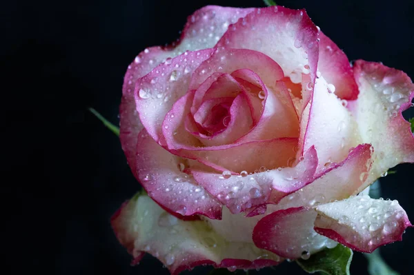 Fleur Rose Blanche Sur Fond Sombre — Photo