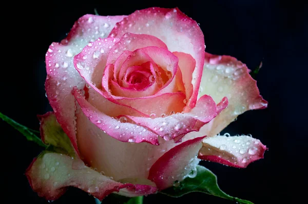 White Pink Rose Flower Dark Background — Stock Photo, Image