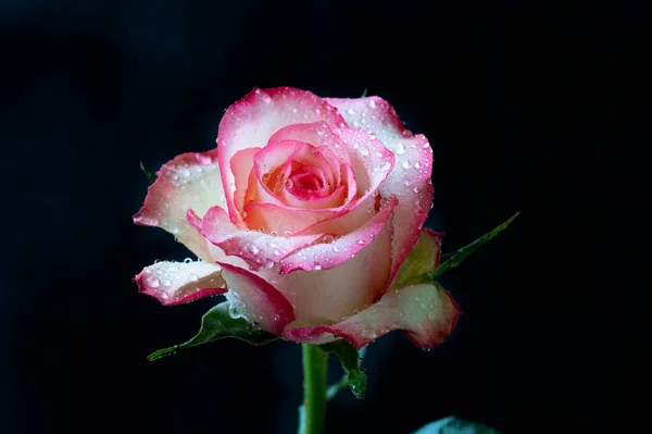 Flor Rosa Blanca Rosa Sobre Fondo Oscuro —  Fotos de Stock
