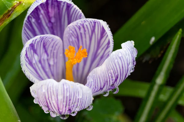 森の中で紫色のクロッカスの花を閉じて — ストック写真