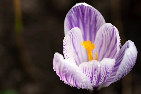 Закрыть Фиолетовый Цветок Крокуса Лесу — стоковое фото