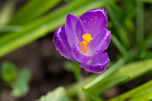 Primer Plano Flor Cocodrilo Púrpura Bosque — Foto de Stock