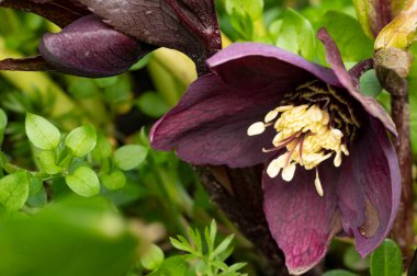 beautiful spring  flower in garden 