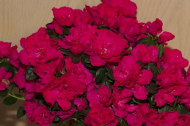 güzel pembe çiçekler görünümünü kapat 