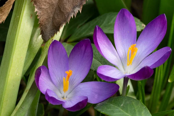 Close Purple Crocus Flowers Forest — Stock Photo, Image
