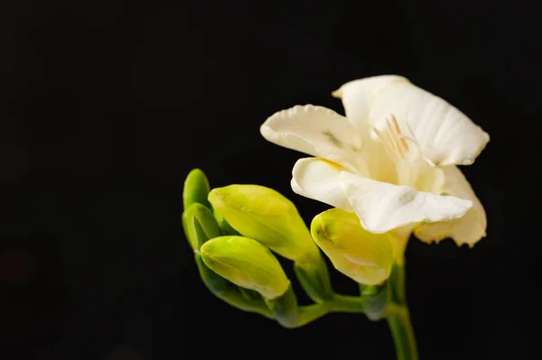 beautiful white and yellow flowers on black background
