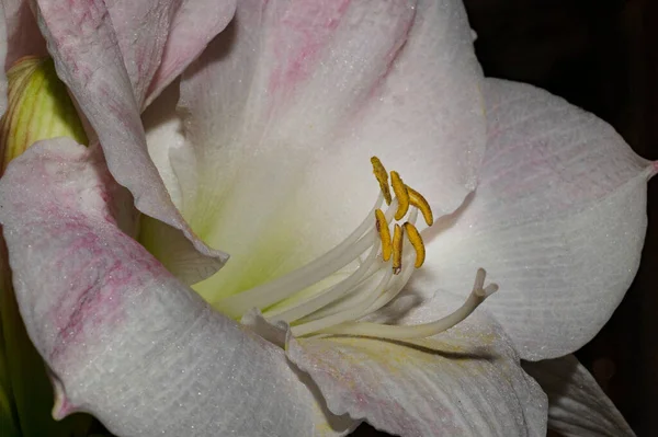Bright Lily Flower Spring — Fotografia de Stock