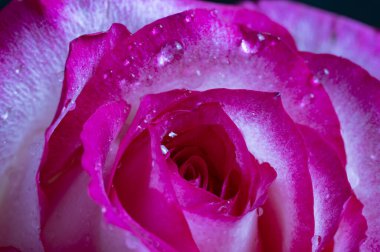 Güzel gül çiçeği, kapat