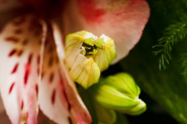 güzel çiçeklerin yakın görünümü 