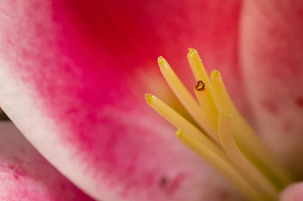 Яркий Цветок Лилии Весна — стоковое фото