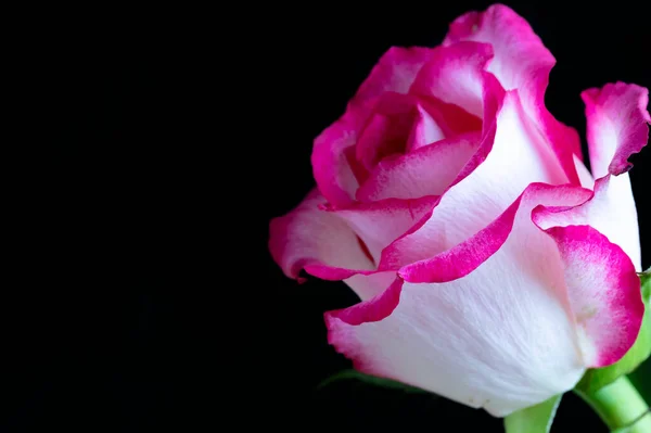Vit Och Rosa Ros Blomma Mörk Bakgrund — Stockfoto