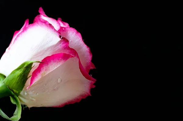 white and pink rose flower on dark background