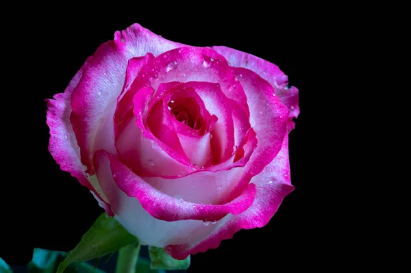 Rosa Bianca Rosa Fiore Sfondo Scuro — Foto Stock