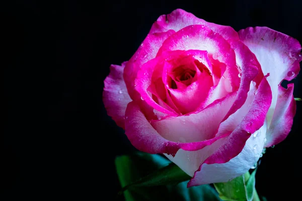 Fehér Rózsaszín Rózsa Virág Sötét Háttér — Stock Fotó