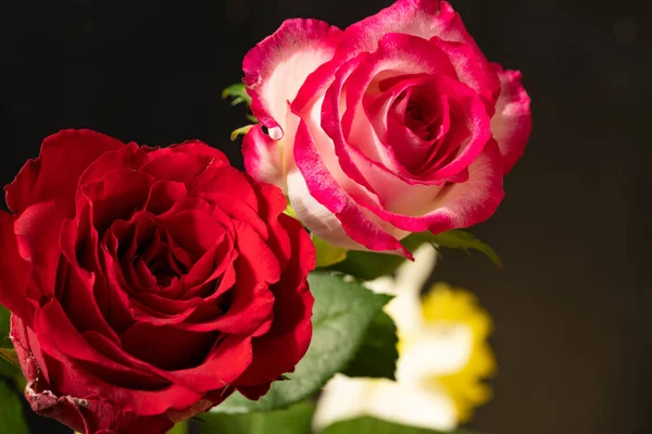Piękne Róże Kwiaty Zbliżenie — Zdjęcie stockowe